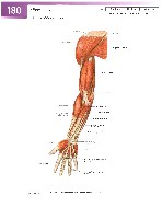 Sobotta Atlas of Human Anatomy  Head,Neck,Upper Limb Volume1 2006, page 187